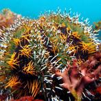 Tripneustes Gratilla (Gestreepte Zeeëgel) L (Ong. 7-8 cm), Dieren en Toebehoren, Vissen | Aquariumvissen