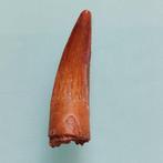 Dinosaurus - Fossiele tand - Spinosaurus aegyptiacus - 48 mm