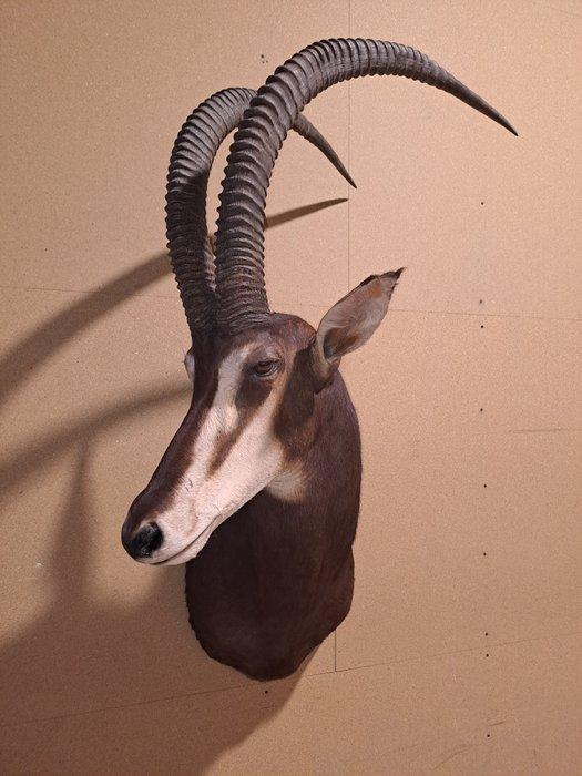 Antilope sable Support mural pour taxidermie - Hippotragus, Antiek en Kunst, Curiosa en Brocante