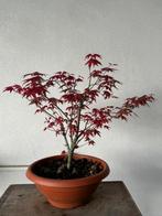 Japanese maple bonsai (Acer palmatum) - Hoogte (boom): 30 cm
