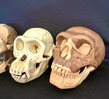 reconstructions de crânes - Crâne fossile