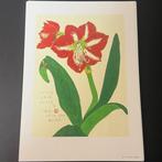 Shunichi Kadowaki - Shunichi Kadowaki – Soka Hyakuten (100