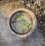 waterbekken - Graniet - Japan - Shwa periode (1926-1989)