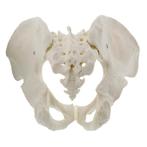 Anatomisch model van het mannelijk bekken ST-ATM 35, Verzenden, Nieuw
