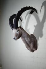 Siberian Ibex - adult male - Taxidermie schoudermontage -