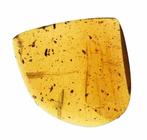 Birmese barnsteen - Fossiele cabochon - with a Rare Aves