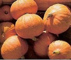 Golden Nugget pompoen 1000 zaden, Hobby en Vrije tijd, Knutselen, Nieuw