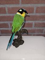 Papagaaibreedbek Taxidermie volledige montage - Psarisomus, Nieuw