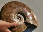 Gefossiliseerd dier - Rare Rainbow Iridescent Ammonite, Collections, Minéraux & Fossiles