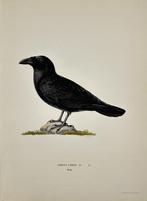 0 Magnus von Wright (1805 - 1868) - Set of 8 Antique Prints, Nieuw