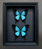 Vlinder Taxidermie volledige montage - Papilio ulysses - 25, Verzamelen, Nieuw