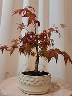 Japanese maple bonsai (Acer palmatum) - Hauteur (arbre) : 25