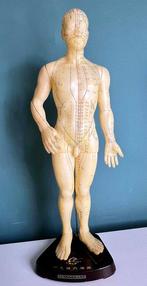 Anatomisch model- Rubber hout - Gemaakt in de Volksrepubliek, Antiek en Kunst, Antiek | Wandborden en Tegels