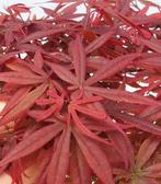 Japanse esdoorn (Acer palmatum Atropurpureum) bonsai -