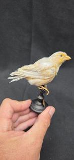 Ancien canari domestique sur support en bois de musée, Nieuw