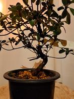 ‘Kaminoyamakirin’ Satsuki Azalea bonsai - Hoogte (boom): 22