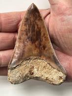 Megalodon tand 9,4 cm - Fossiele tand - Carcharocles