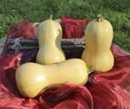 Butternut Granite F1 flespompoen, Nieuw