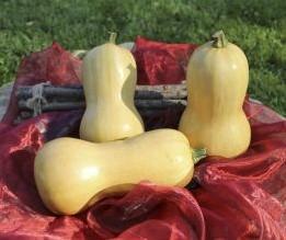 Butternut Granite F1 flespompoen, Hobby en Vrije tijd, Knutselen, Nieuw