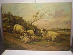 Willekens (XX) - Rustende schapen, Antiek en Kunst, Kunst | Schilderijen | Klassiek