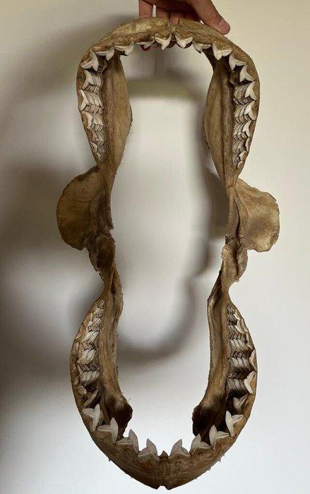 Tijgerhaai Kaak vastgezet - Galeocerdo cuvier - 58 cm - 35, Verzamelen, Dierenverzamelingen