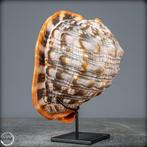 Cassis Rufa naturel très rare Coquille descargot de mer-, Nieuw