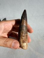 Dinosaurus - Fossiele tand - Spinosaurus aegyptiacus - 11.5, Verzamelen, Mineralen en Fossielen