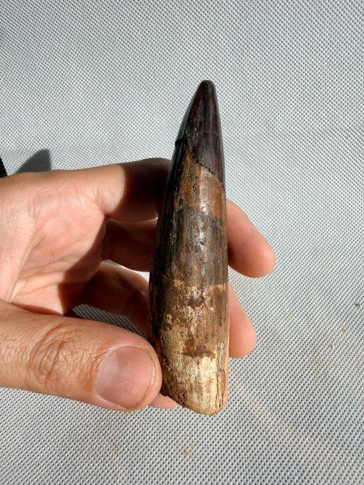 Dinosaurus - Fossiele tand - Spinosaurus aegyptiacus - 11.5, Verzamelen, Mineralen en Fossielen