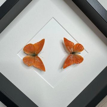 Papillon Support de corps entier pour taxidermie - Appias