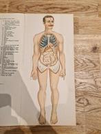 Rue de lécole de medecine 23 - Le corps humain. Anatomie de