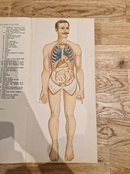 Rue de lécole de medecine 23 - Le corps humain. Anatomie de, Antiek en Kunst, Antiek | Boeken en Manuscripten