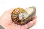 Nautilus - Gefossiliseerd dier - 10.5 cm - 8 cm