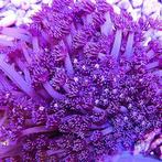 Goniopora Tenuidens Paars M (6-7 cm), Dieren en Toebehoren, Vissen | Aquariumvissen