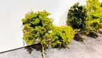 Ultra Realistische modelbouw bomen H0, N, TT - eigen, Nieuw