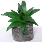 Actie SUCCULENT in steeneffectpotje 8 cm Succulent, Nieuw