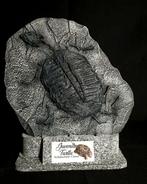 Schildpad Taxidermie volledige montage - REPLICA Tartaruga, Verzamelen