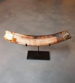 Wolharige mammoet - Gefossiliseerde slagtand - 43 cm, Verzamelen, Mineralen en Fossielen