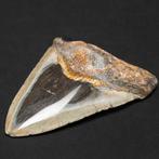 Fossiele Megalodon tand – Mioceen – Pliocenen (ongeveer 23 –, Nieuw