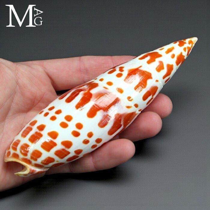 Set grote episcopale mitra schelpen - Mitra Mitra - Hoogte:, Antiek en Kunst, Curiosa en Brocante