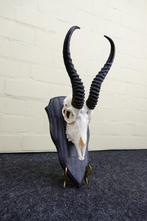 Springbok Schedel - Antidorcas marsupialis - 0 cm - 0 cm - 0