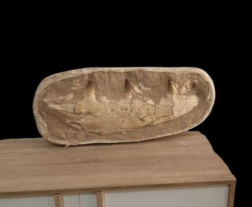 Zeereptiel - Gefossiliseerde kaak - Mosasaurus - 64 cm, Verzamelen, Mineralen en Fossielen