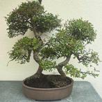 Japanese iep bonsai (Zelkova) - Hoogte (boom): 130 cm -