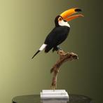Reuzentoekan Taxidermie Opgezette Dieren By Max, Verzamelen, Ophalen of Verzenden, Nieuw, Vogel, Opgezet dier