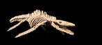 Zeereptiel - Fossiel skelet - Mosasaurus sp. - 4.4 m