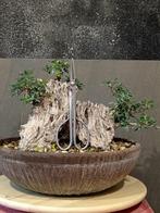 Olijf bonsai (Olea europaea) - Hoogte (boom): 24 cm - Diepte