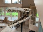 Dinosaurus - Fossiel skelet - 31 cm - 17 cm, Verzamelen, Mineralen en Fossielen
