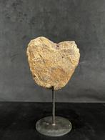 Dinosaurus - Fossiel bot - Sauropode - 11 cm - 11 cm, Verzamelen