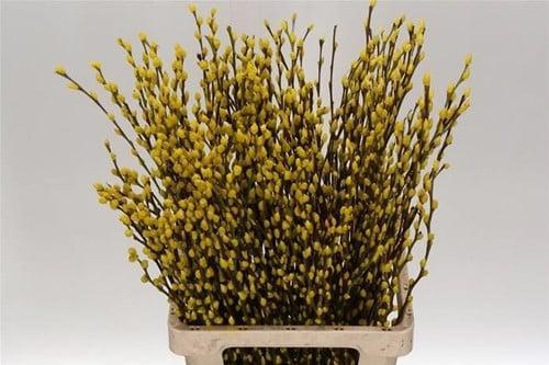 Katjeswilg Gekleurde Wilgenkatjes Salix Geel bundel 10 stuks, Hobby & Loisirs créatifs, Bricolage