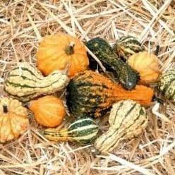Dandymix kalebas basiseenheid, Hobby en Vrije tijd, Knutselen, Nieuw
