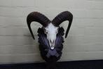 Mouton sauvage Crâne - Ovis a musimon - 30 cm - 45 cm - 34